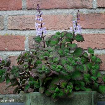 Plectranthus ernstii