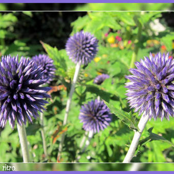 Echinops ritro