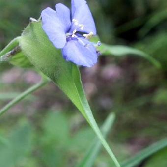 Commelina dianthifolia