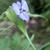 Commelina dianthifolia