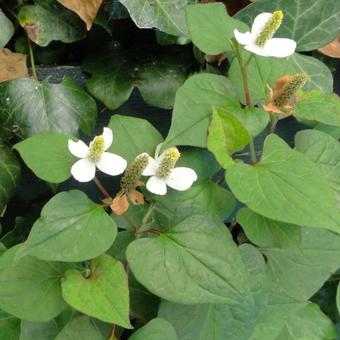 Houttuynia cordata