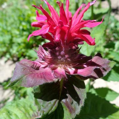 Monarda didyma - Bergamotplant