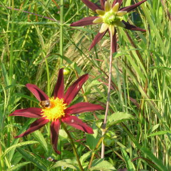 Dahlia 'Verrone's Obsidian'