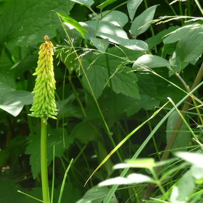 Vuurpijl, Fakkellelie - Kniphofia 'Moonstone'