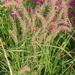 Pennisetum orientale 'Robustus' - Lampenpoetsersgras