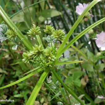 Cyperus alternifolius