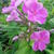 Phlox paniculata 'Amethyst'