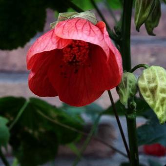 Abutilon