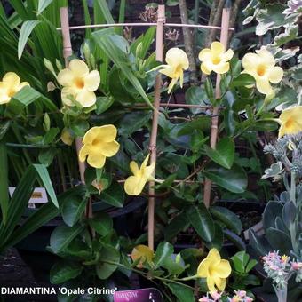 Mandevilla DIAMANTINA 'Opale Citrine'