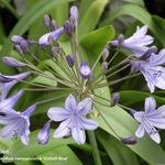 Agapanthus campanulatus 'Oxford Blue' - Afrikaanse lelie