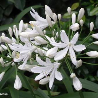 Agapanthus africanus 'Albus'