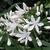 Agapanthus africanus 'Albus'