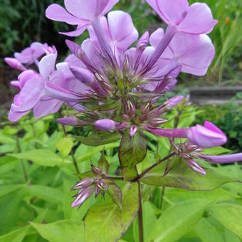 Phlox paniculata 'Amethyst'