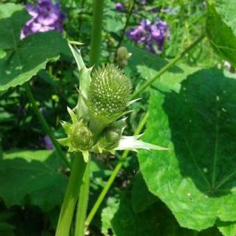 Eryngium agavifolium