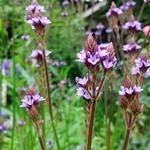 Verbena macdougalii 'Lavender Spires' - IJzerhard - Verbena macdougalii 'Lavender Spires'