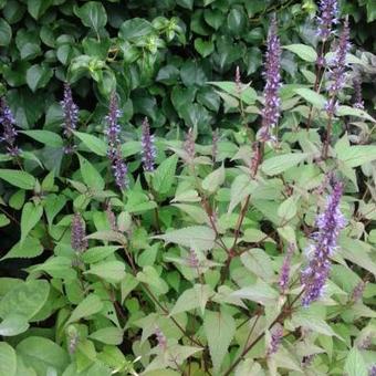 Agastache rugosa 'After Eight'