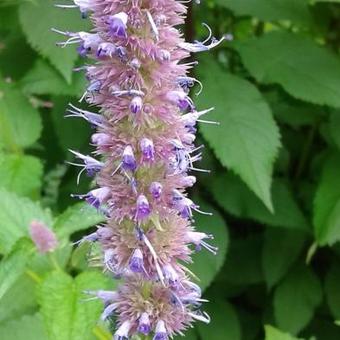 Agastache foeniculum