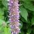 Agastache foeniculum