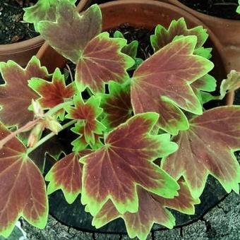 Pelargonium x hortorum 'Vancouver Centennial' (stellar type)