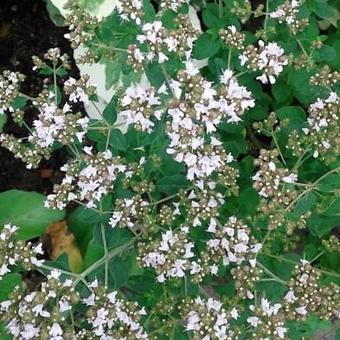 Origanum vulgare subsp. hirtum