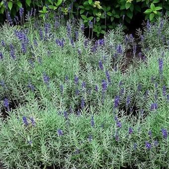 Lavandula angustifolia 'Hidcote'