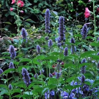 Agastache foeniculum