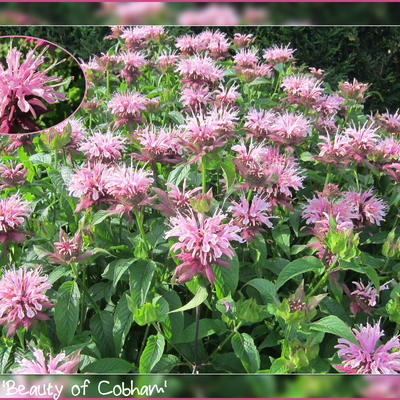 Monarda 'Beauty of Cobham' - Monarda 'Beauty of Cobham'