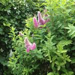 Spiraea x billiardii - Spierstruik, Struikspirea