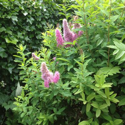 Spierstruik, Struikspirea - Spiraea x billiardii