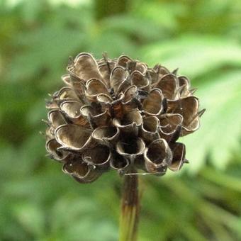 Trollius europaeus