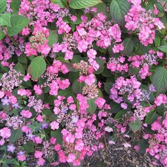 Hydrangea macrophylla 'Santiago'