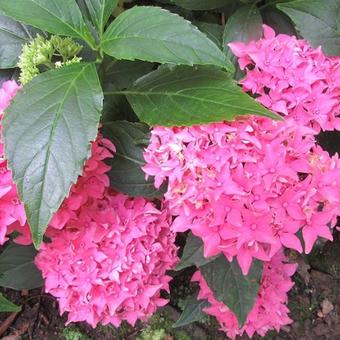 Hydrangea macrophylla 'Pia'