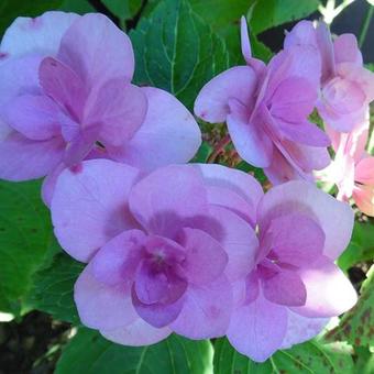 Hydrangea macrophylla ‘Jõgosaki’