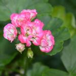 Pelargonium 'Traicheur Beauty' - Geranium