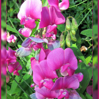 Lathyrus latifolius