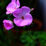 Pelargonium 'Maverick Quicksilver F1' - Geranium