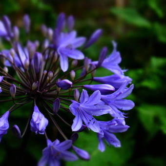 Agapanthus africanus