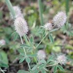 Trifolium arvense - Hazenpootje