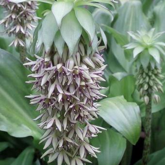 Eucomis bicolor