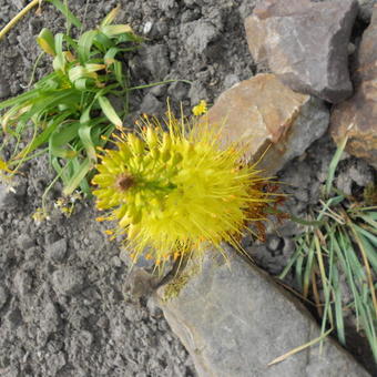 Eremurus stenophyllus