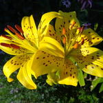 Lilium lancifolium var. flaviflorum - Tijgerlelie