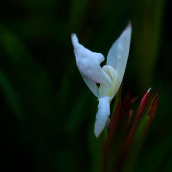 Roscoea x beesiana 'Monique'