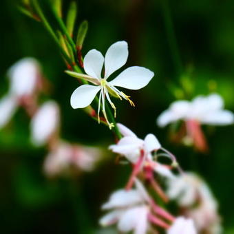 Gaura lindheimeri 'Whirling Butterflies'