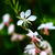 Gaura lindheimeri 'Whirling Butterflies'