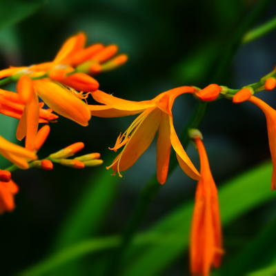 Montbretia - Crocosmia x crocosmiiflora 'George Davidson'