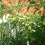 Peucedanum verticillare - Varkenskervel