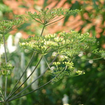 Peucedanum verticillare