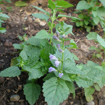 Scutellaria altissima