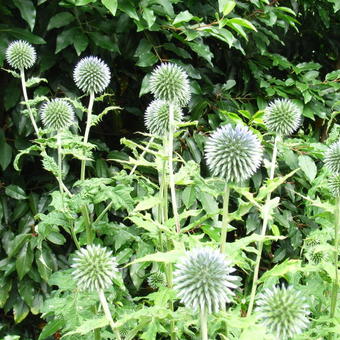 Eryngium giganteum 'Silver Ghost'