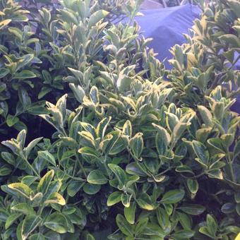 Euonymus japonicus 'Aureus'